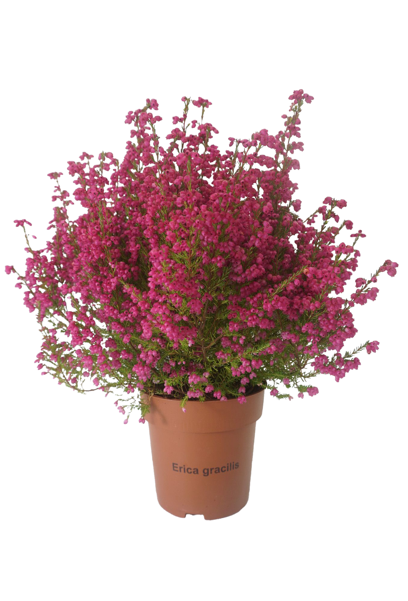 Lauko augalas erika, Ø 11, 25 cm, lot. ERICA GRACILIS-0