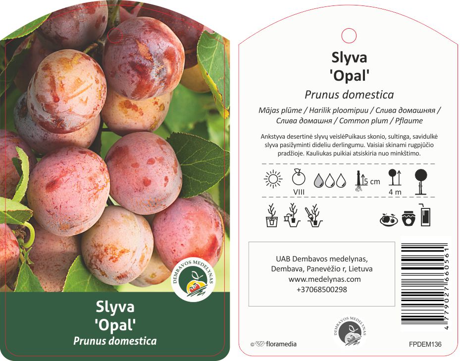 Vaismedis slyva OPAL, lot. PRUNUS DOMESTICA-0