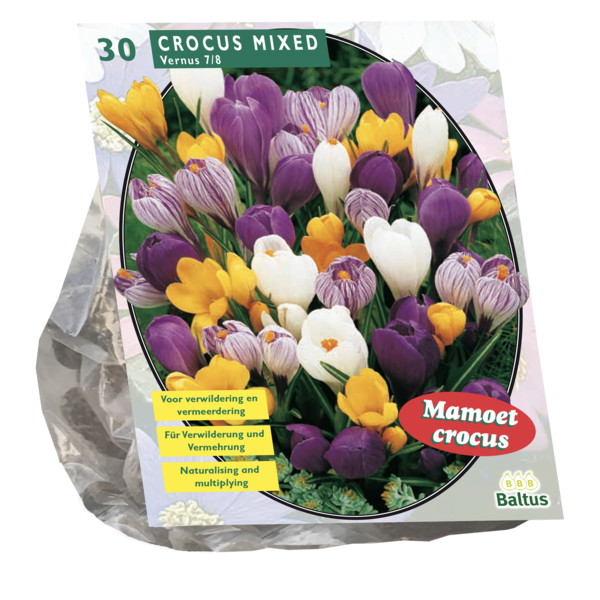 Krokų svogūnėliai, lot. CROCUS GROOTBLOEMIG MIX, 30 vnt-0