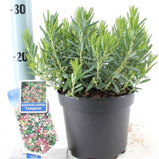 Lauko augalas siauralapė balžuva, Ø 17, 25 cm, lot. ANDROMEDA POLIFOLIA COMPACTA-0