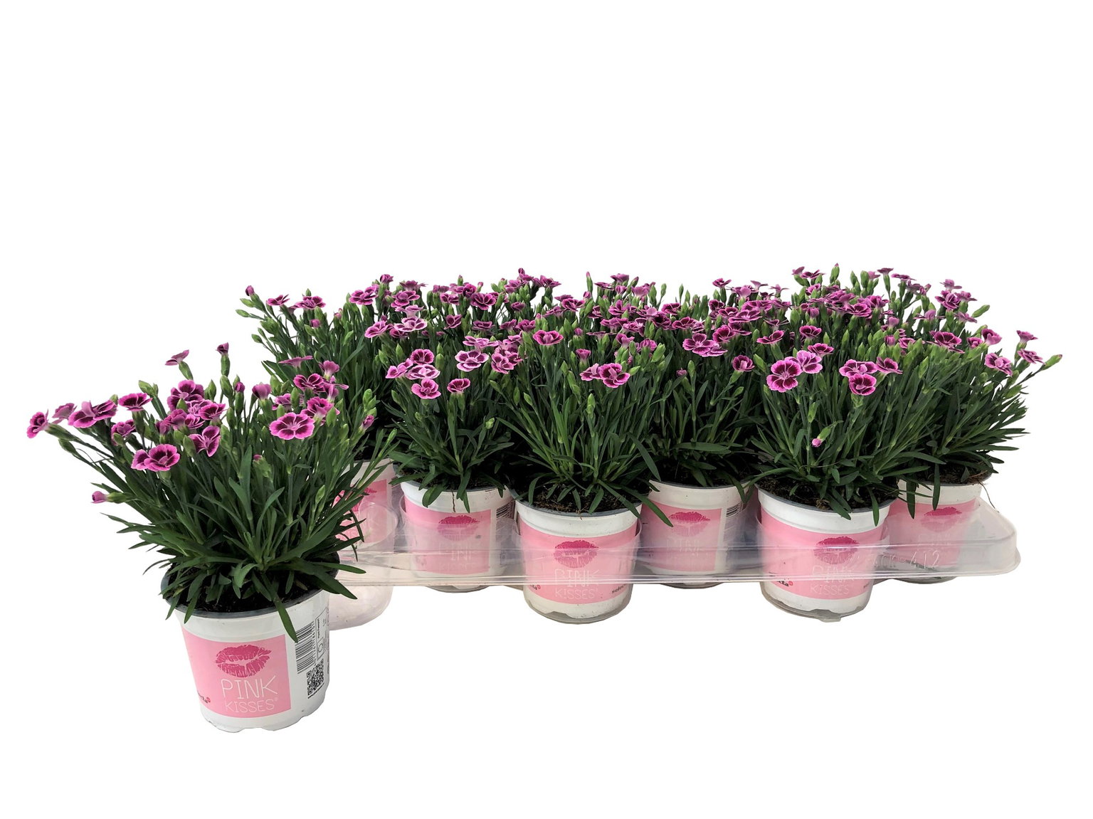 Lauko augalas gvazdikas, Ø 10.5, 20 cm, lot. Dianthus Pink Kisses-0