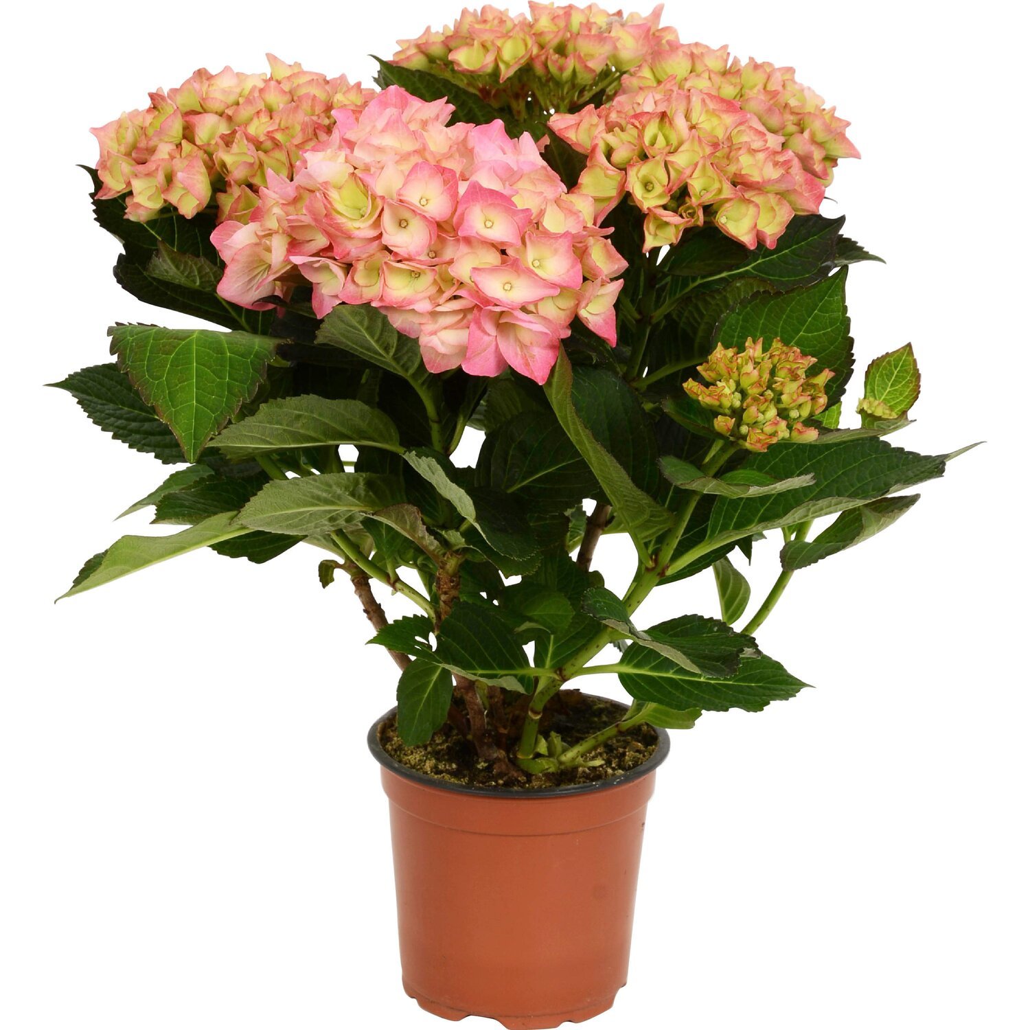 Lauko augalas didžialapė hortenzija, Ø 19, 30 cm, lot. Hydrangea mac. Mix - 4