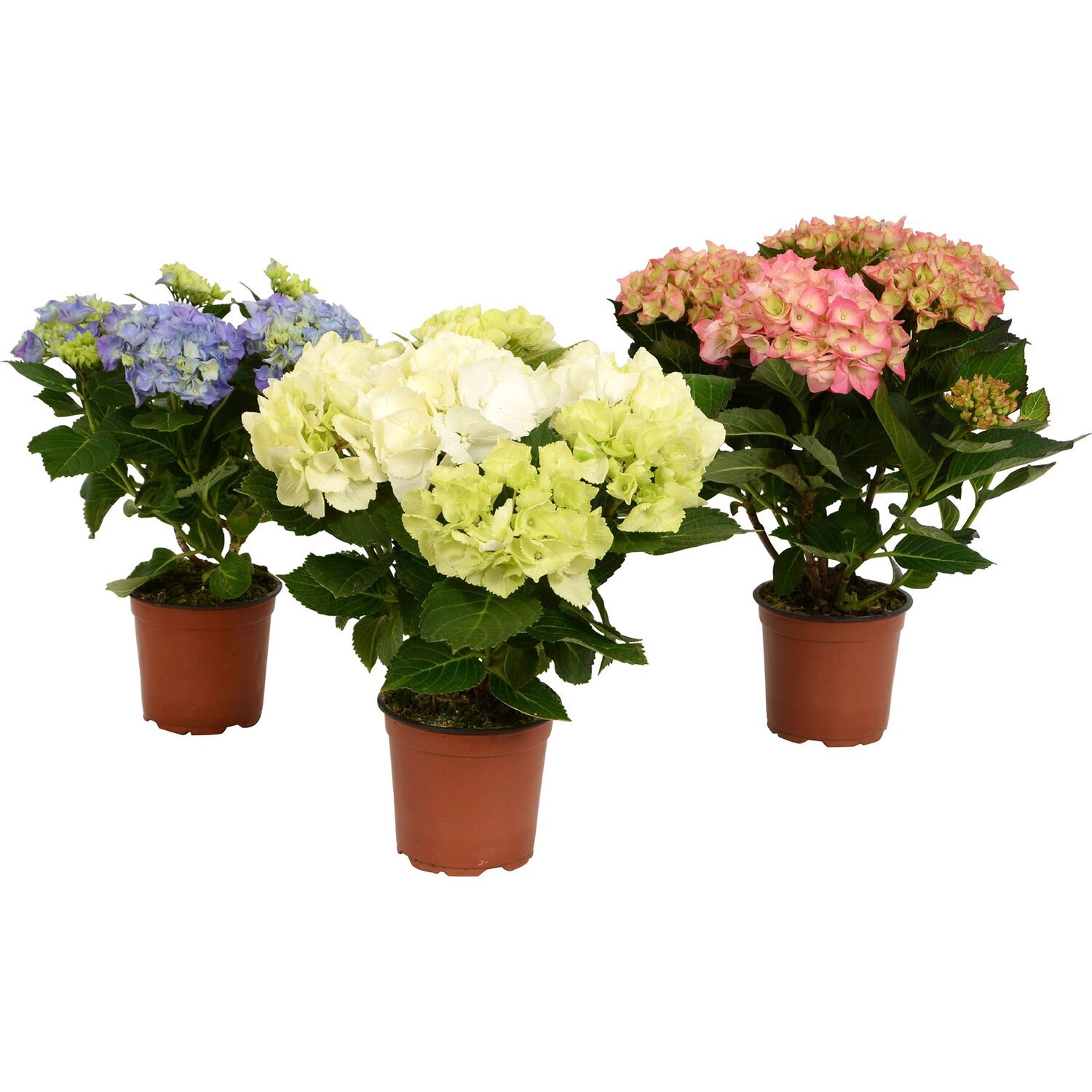 Lauko augalas didžialapė hortenzija, Ø 19, 30 cm, lot. Hydrangea mac. Mix-0
