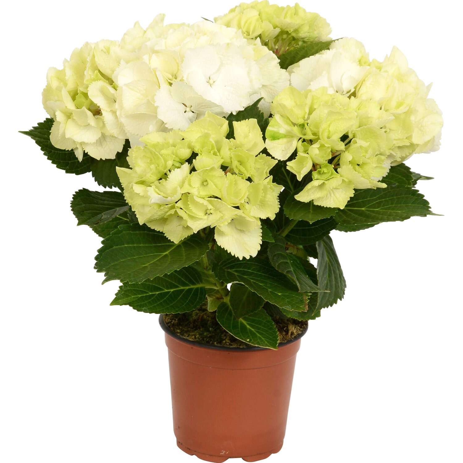 Lauko augalas didžialapė hortenzija, Ø 19, 30 cm, lot. Hydrangea mac. Mix - 3