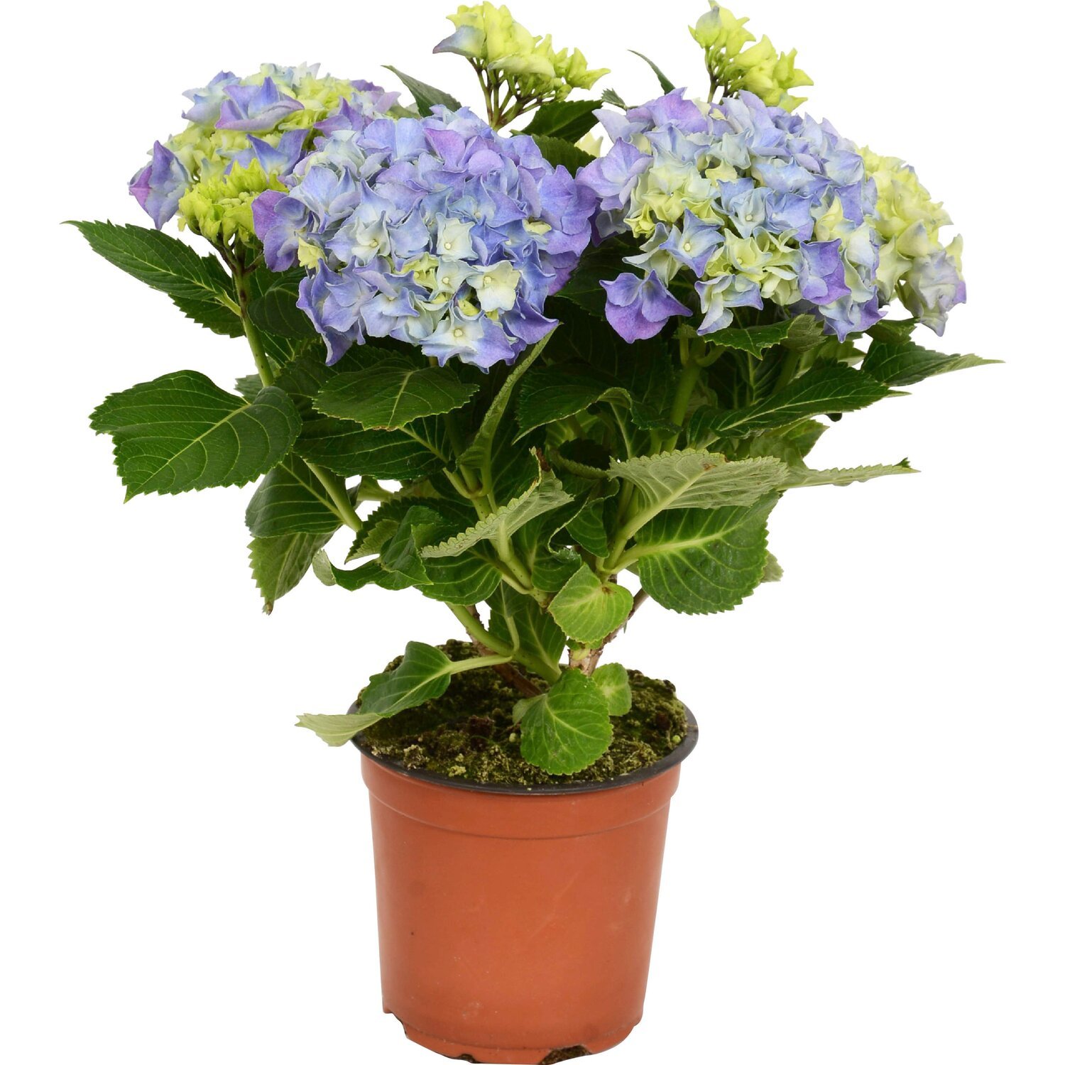 Lauko augalas didžialapė hortenzija, Ø 19, 30 cm, lot. Hydrangea mac. Mix-1