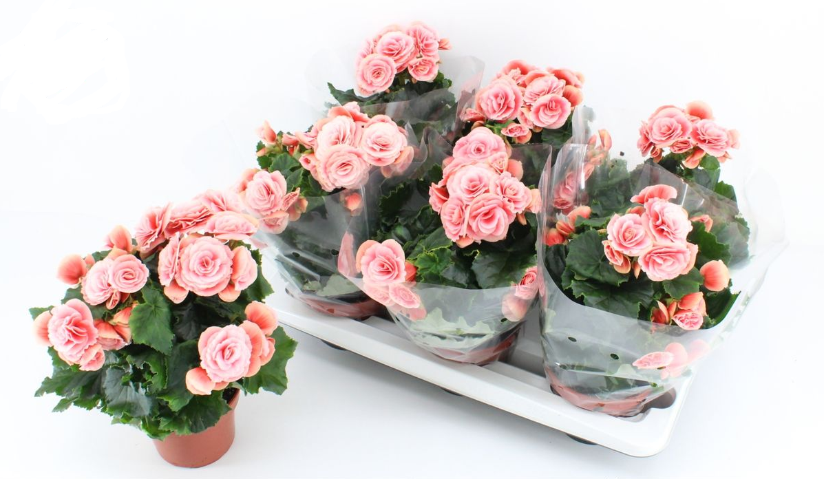 Lauko augalas begonija, Ø 14, 28 cm, lot. Begonia Borias-0