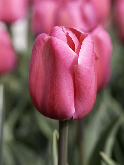 Tulpių svogūnėliai, lot. TULIPA CAROLA, 4 vnt-0