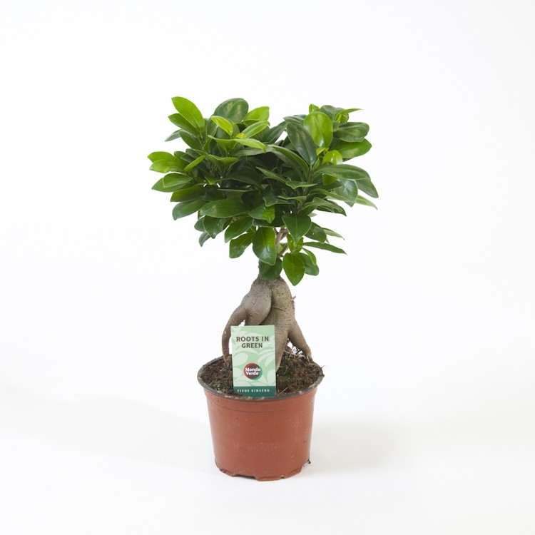 Vazoninis augalas fikusas, Ø 12, 35 cm, lot. FICUS-0