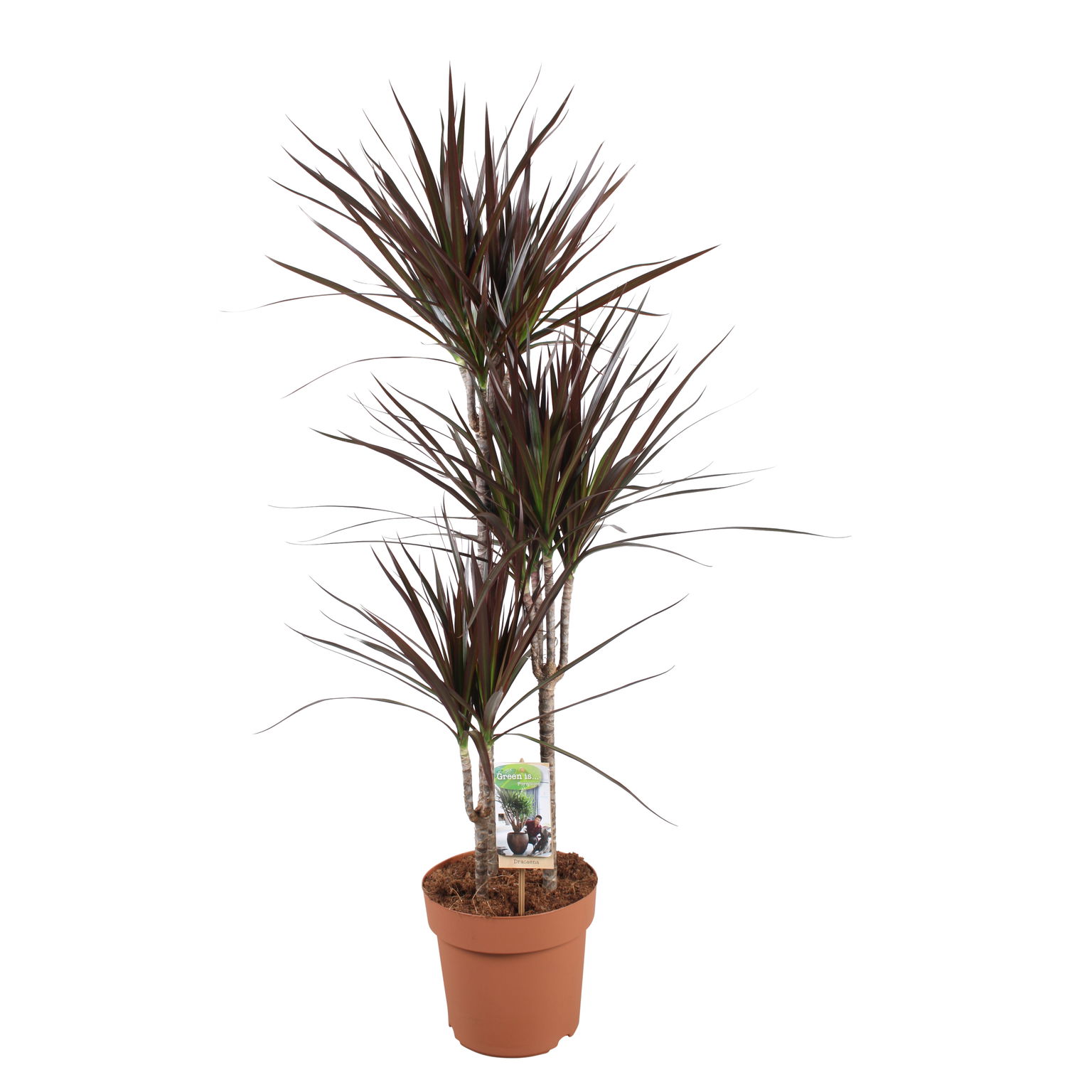 Vazoninis augalas dracena, Ø 21, 120 cm, 60-30-15, lot. DRACAENA MAGENTA-0