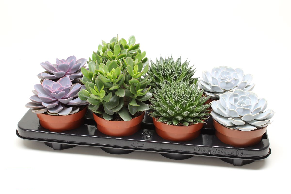 Vazoninis augalas sukulentas, Ø 12, 15 cm, lot. Succulent mix-0