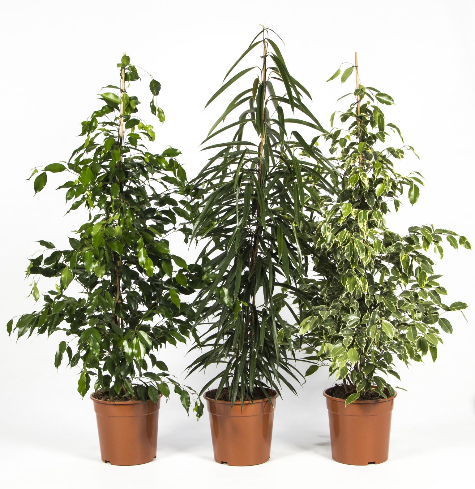 Vazoninis augalas fikusas, Ø 27, 140 cm, lot. FICUS BENJAMINA MIX-0