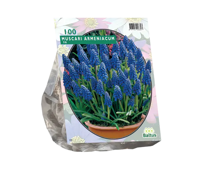 Žydrių svogūnėliai, lot. MUSCARI ARMENIACUM, 100 vnt-0