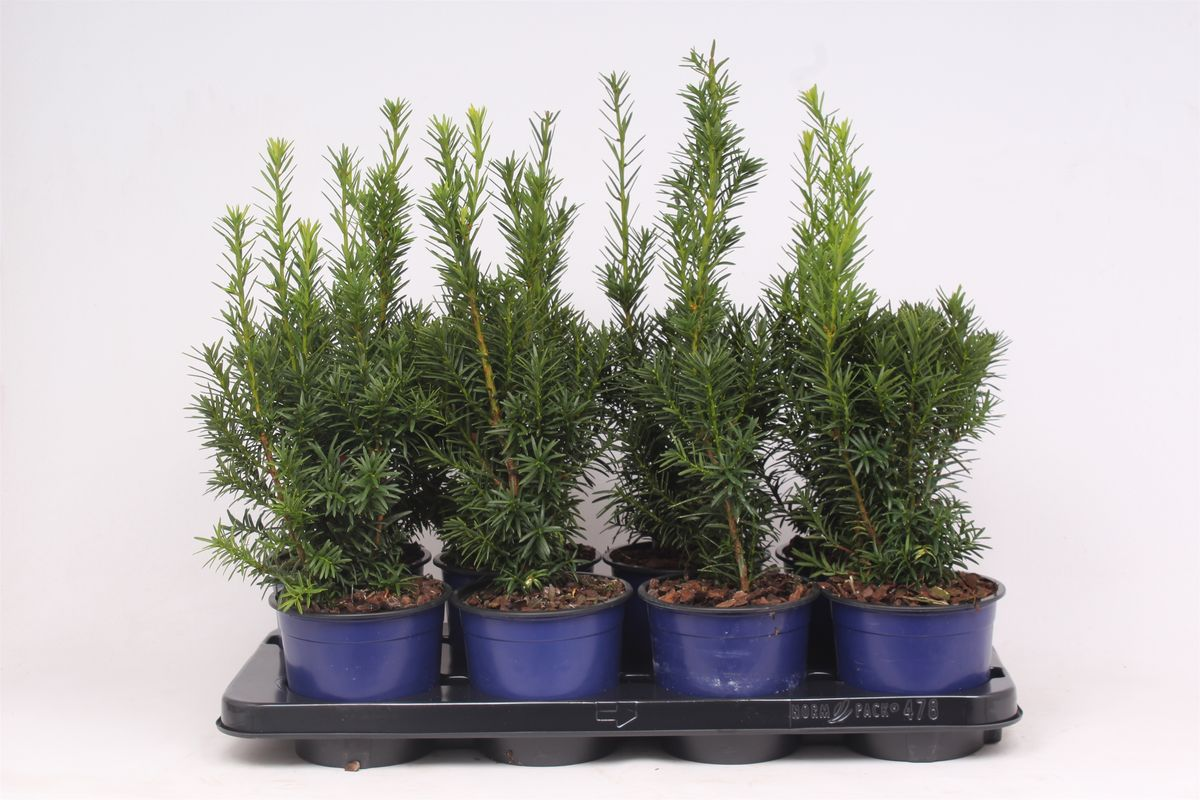 Lauko augalas tarpinis kukmedis, Ø13, 25 - 30 cm lot. TAXUS MEDIA HICKSII-0