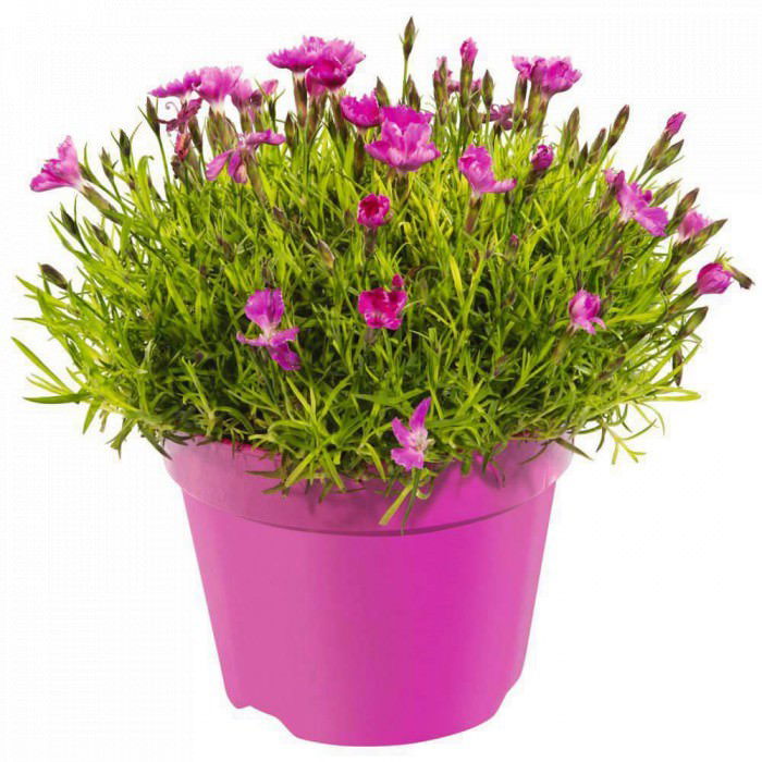 Lauko augalas gvazdikas, Ø 9, 17 cm, lot. DIANTHUS OSCAR-0