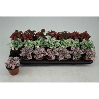 Lauko augalas margasis turklenis, Ø 8,5, 10 cm, lot. Hypoestes mix-0