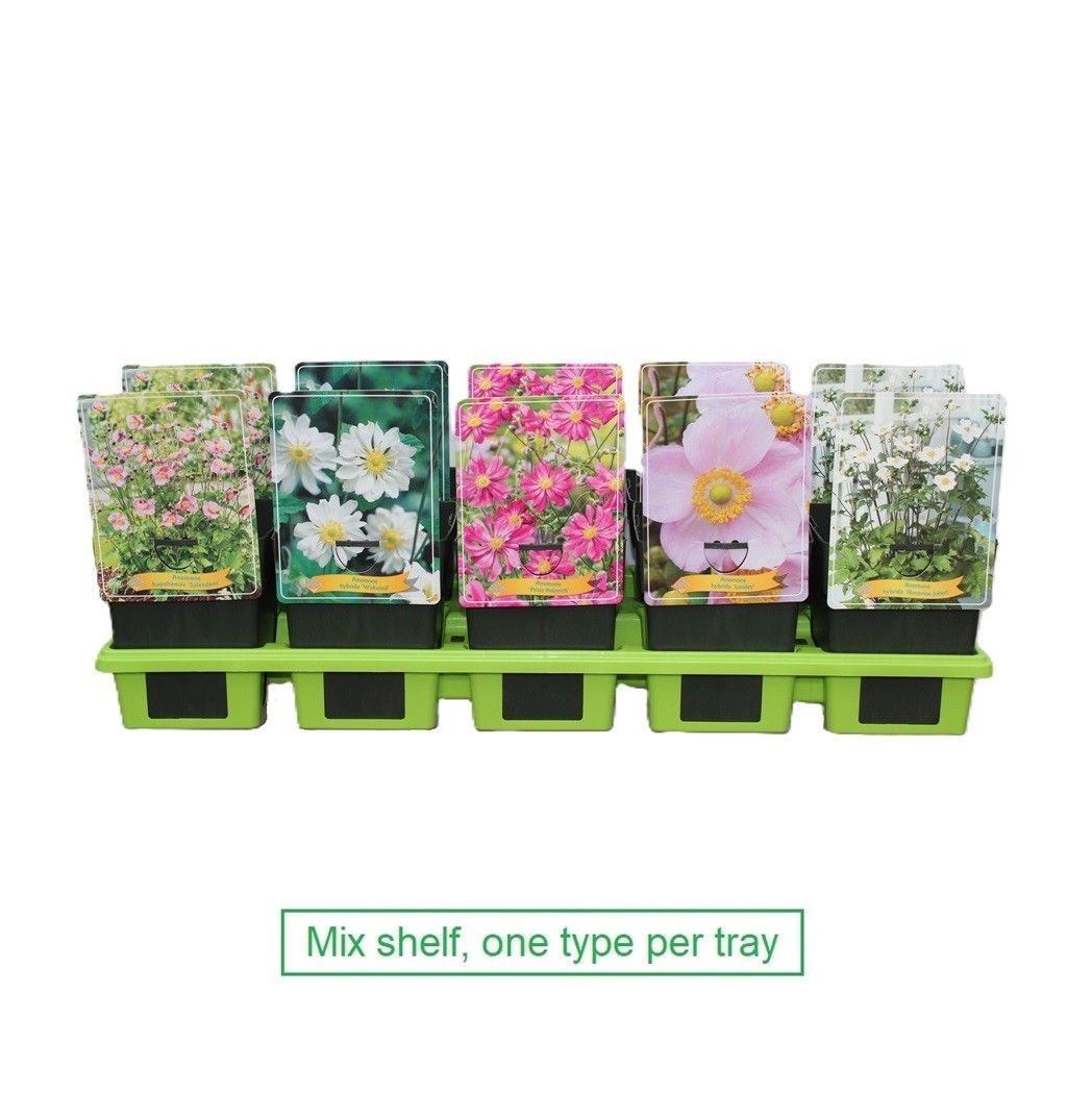Lauko augalas plukė, Ø 11, 25 cm, lot. ANEMONE MIX-0