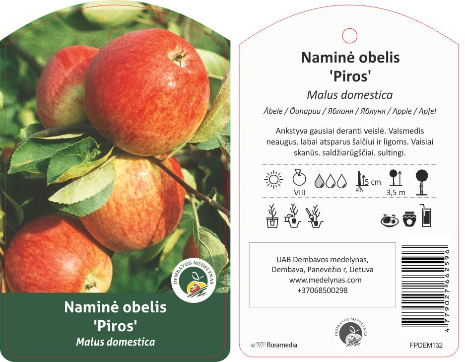 Vaismedis obelis PIROS, lot. MALUS DOMESTICA-0