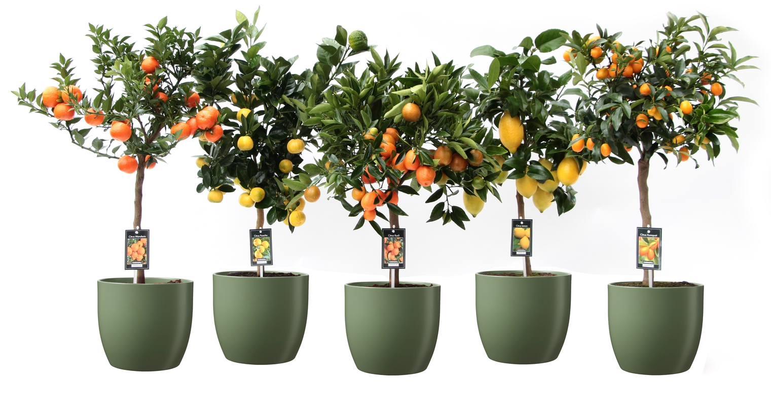 Vazoninis augalas puscitrinė, Ø 22, 85 cm, lot. CITROFORTUNELLA MIX