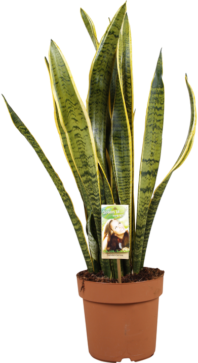 Vazoninis augalas sansevjera, Ø 17, 70 cm, lot. SANSEVIERIA Super mix-0
