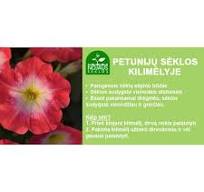 Darželinių petunijų sėklos MIRAGE RED MORN, 10 vnt-1