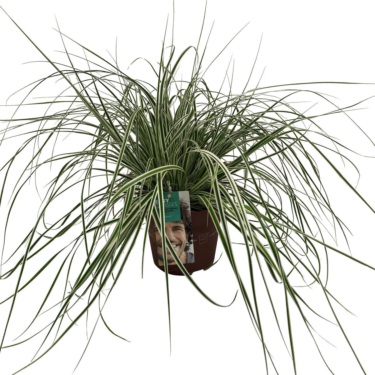 Lauko augalas viksva, Ø 17, 35 - 45 cm, lot. CAREX OSHIMENSIS EVEREST-0