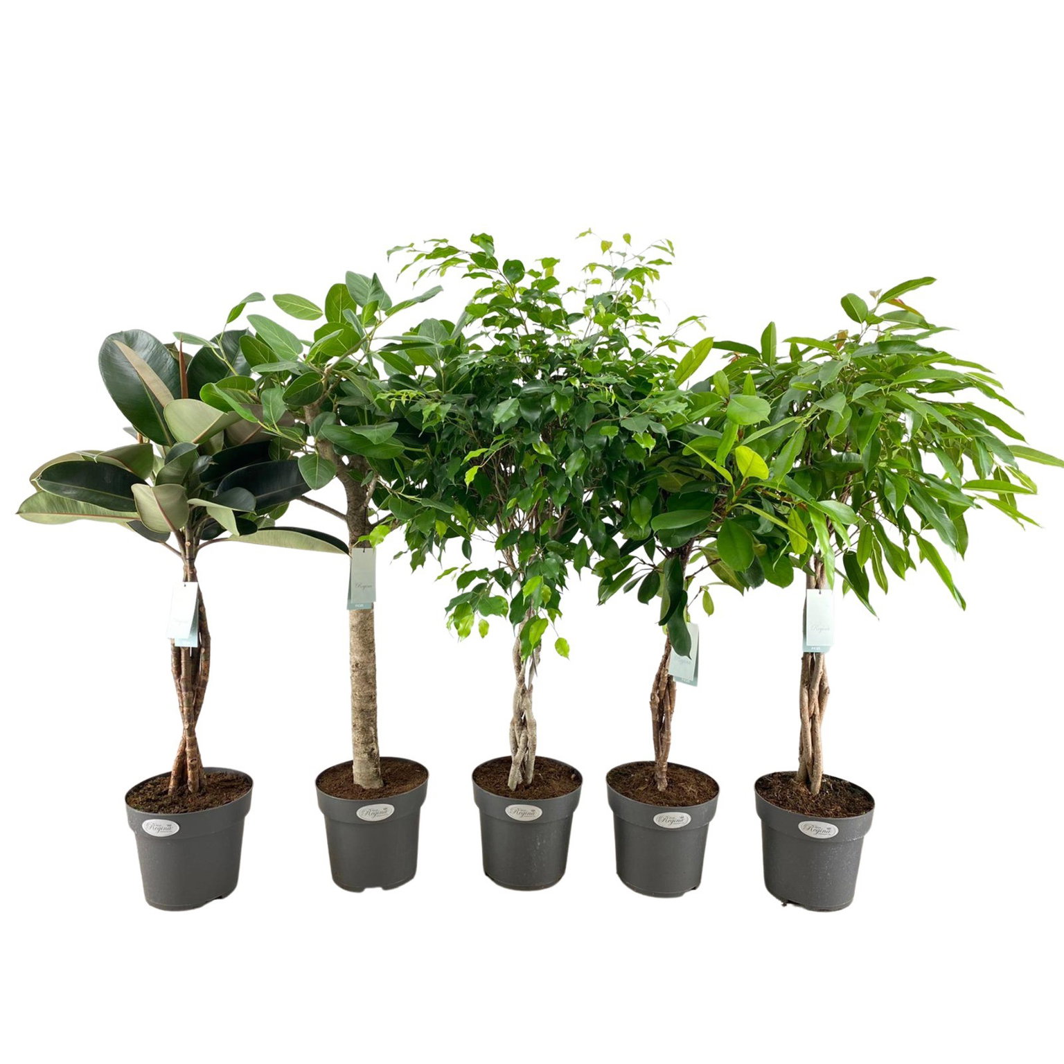 Vazoninis augalas fikusas, Ø 24, 105 cm, lot. FICUS STEM MIX-0