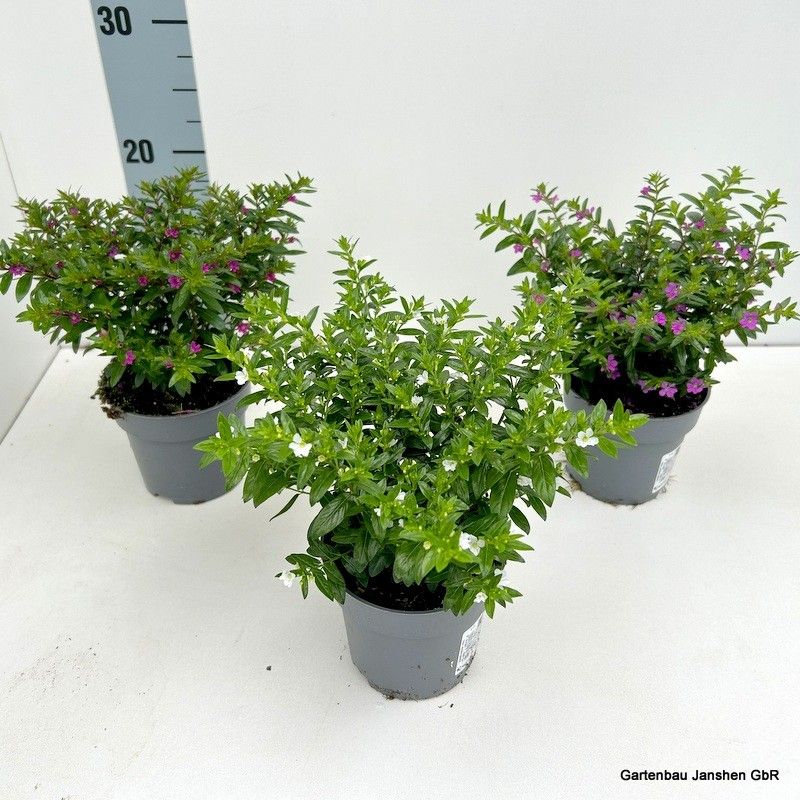 Lauko augalas kuprutė, Ø 10,5, 21 cm, lot. Cuphea-0