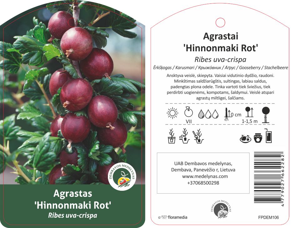 Vaiskrūmis agrastas HINOMAKI ROT, lot. RIBES UVA-CRISPA-0