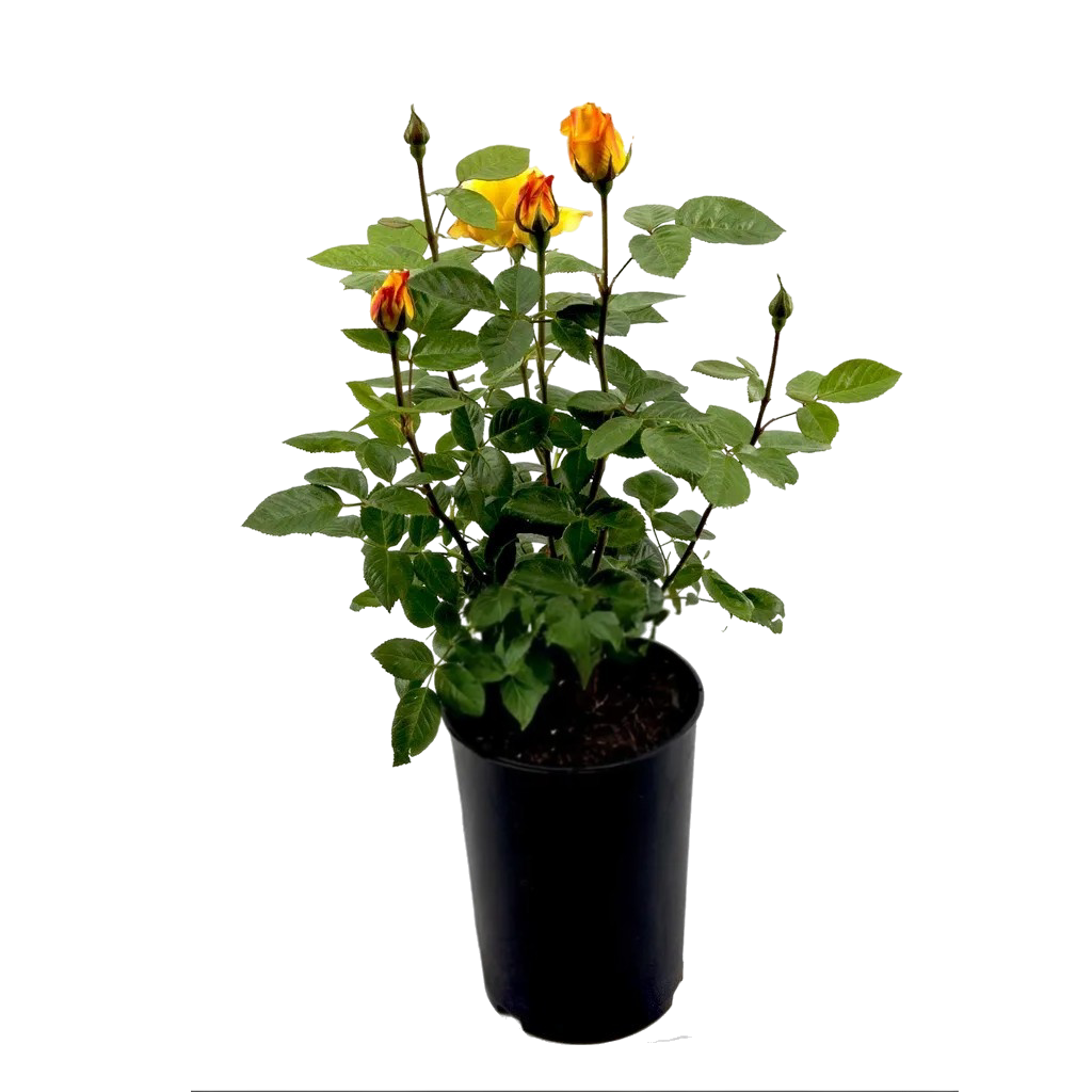 Lauko augalas rožė, Ø 19, 30 cm, lot. ROSA-0
