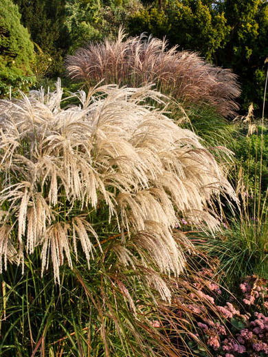 Lauko augalas miskantas, Ø 19, 50 cm, lot. Miscanthus sinensis Pink Cloud-0
