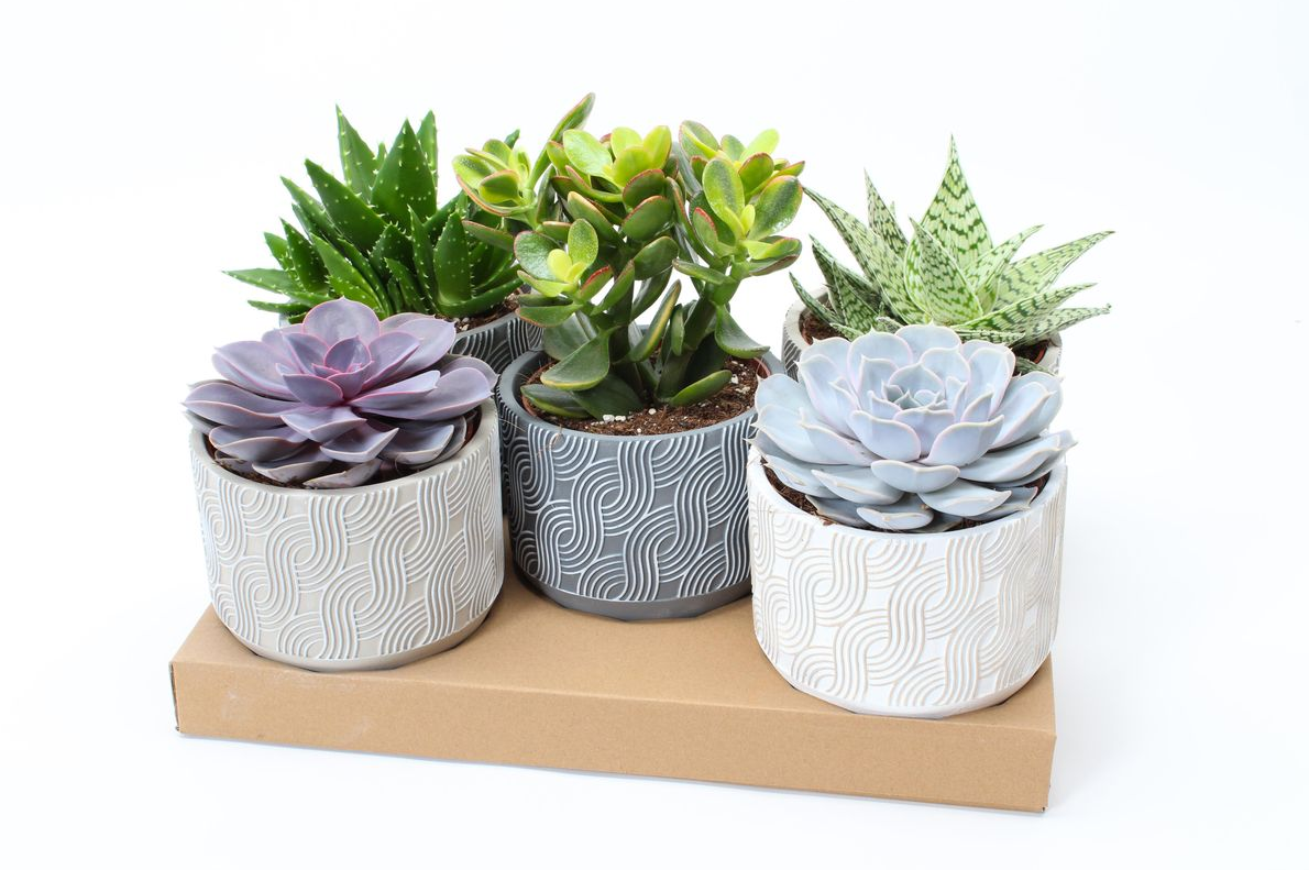 Vazoninis augalas sukulentas, vazone, Ø 12, 22 cm, lot. SUCCULENT MIX, in ceramic-0