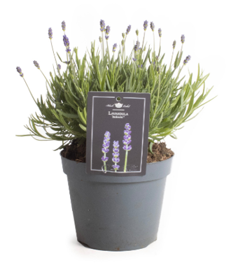 Lauko augalas levanda, daugiametis, Ø 15, 35 cm, lot. Lavandula ang. Hidcote-0