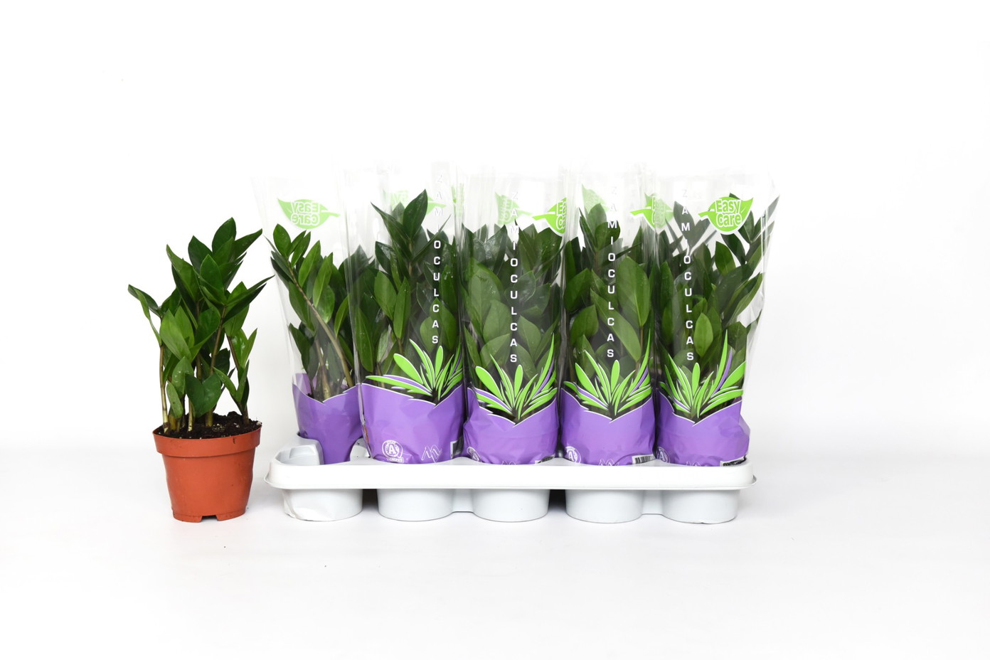 Vazoninis augalas zamiokulkas, Ø 12, 50 cm, lot. ZAMIOCULCAS-0