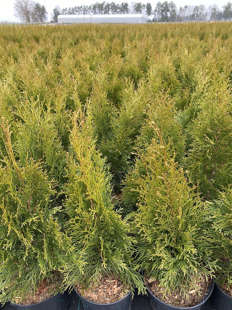 Lauko augalas vakarinė tuja, C 3, Ø 19, 50 - 60 cm, lot. THUJA OCCIDENTALIS SMARAGD-2