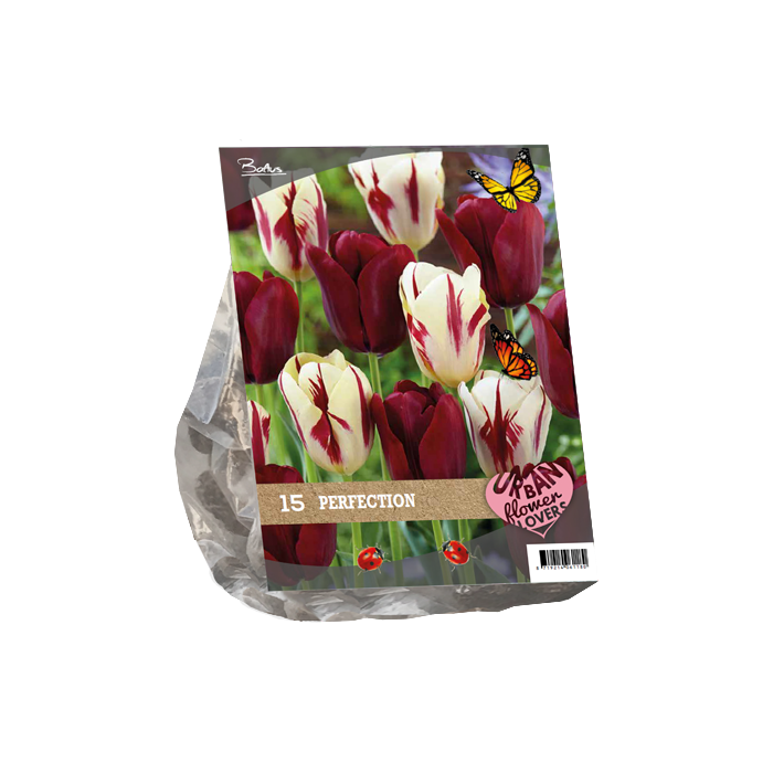 Gėlių svogūnėlių rinkinys, lot. URBAN FLOWERS - PERFECTION, 15 vnt