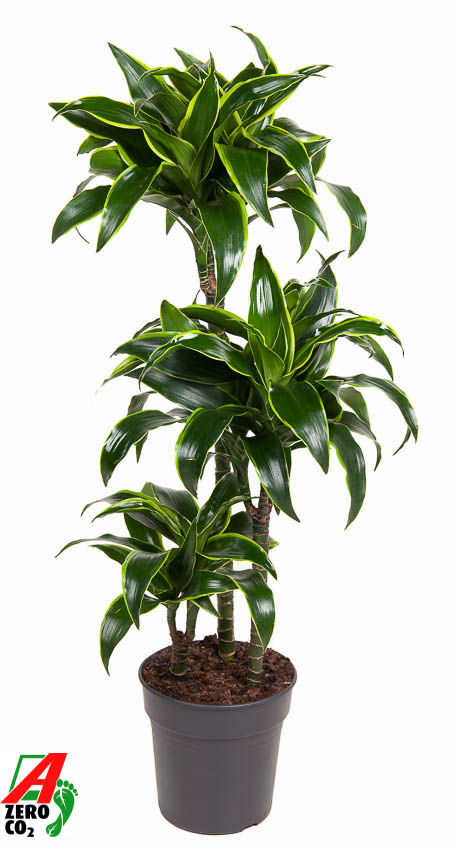 Vazoninis augalas dracena, Ø21, 100 - 110 cm, lot. DRACAENA DORADO-0