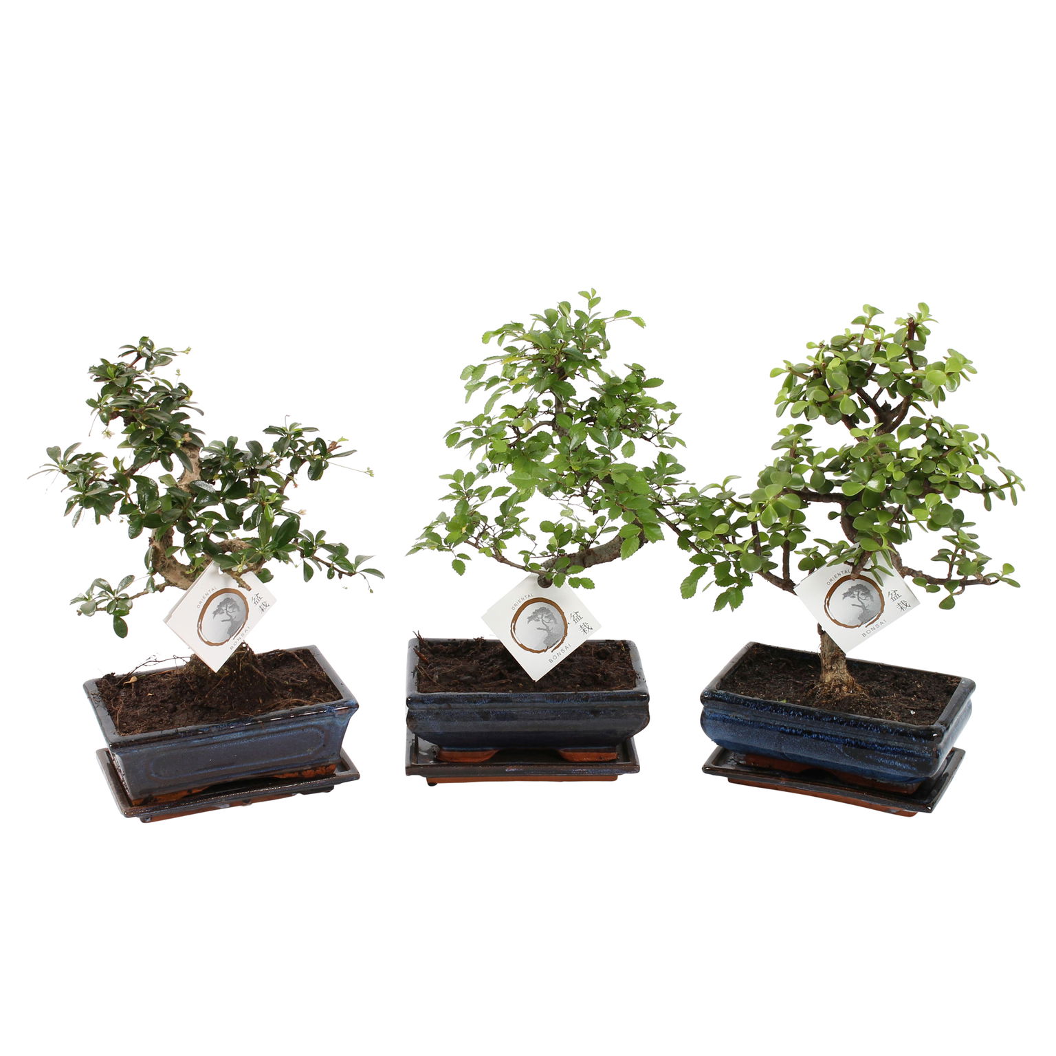 Vazoninis augalas bonsas, vazone, Ø 20, 35 cm, lot. BONSAI Mix S shape, with saucer-0