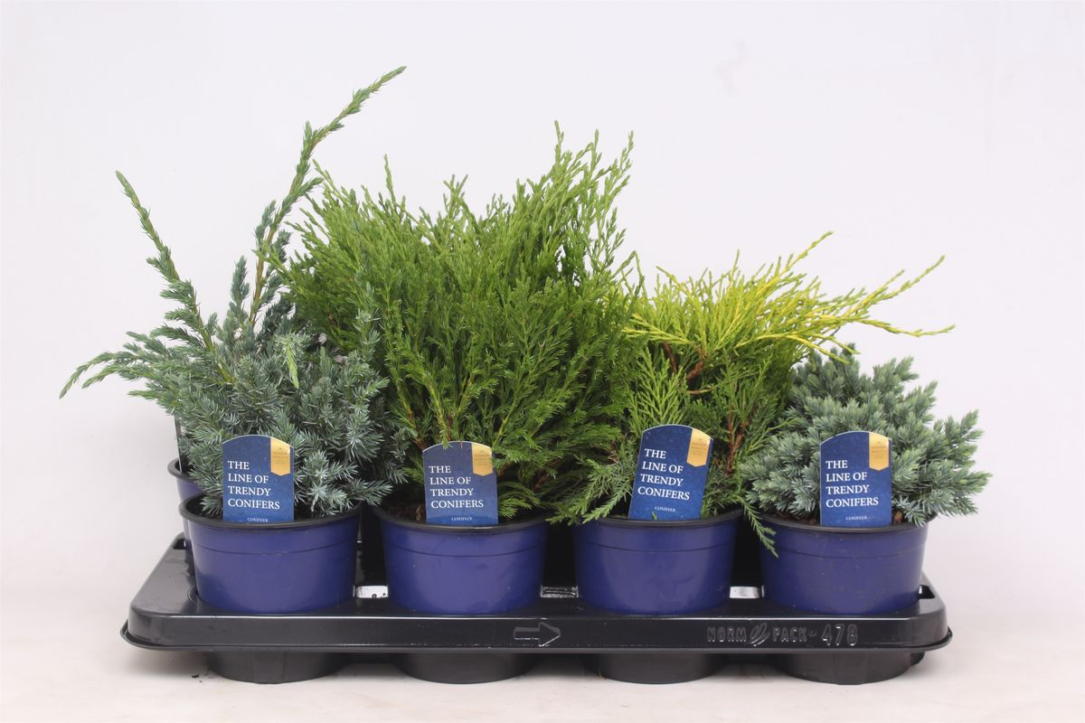 Lauko augalas kadagys, Ø13, 20 - 25 cm, lot. JUNIPERUS MIX-0