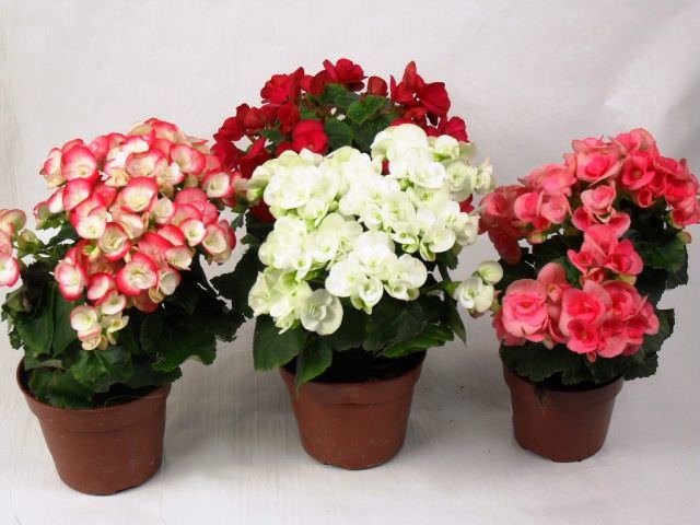 Lauko augalas begonija, Ø 12, 30 cm, lot. BEGONIA ELATIOR-0