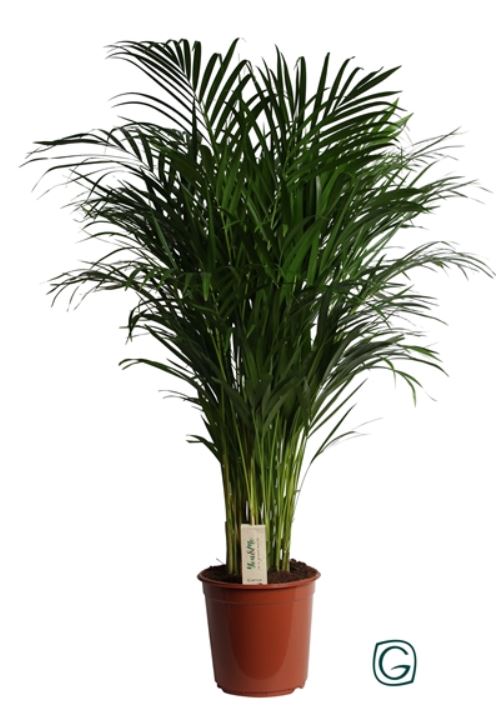 Vazoninis augalas dipsis, Ø 24, 120 cm, lot. DYPSIS-0