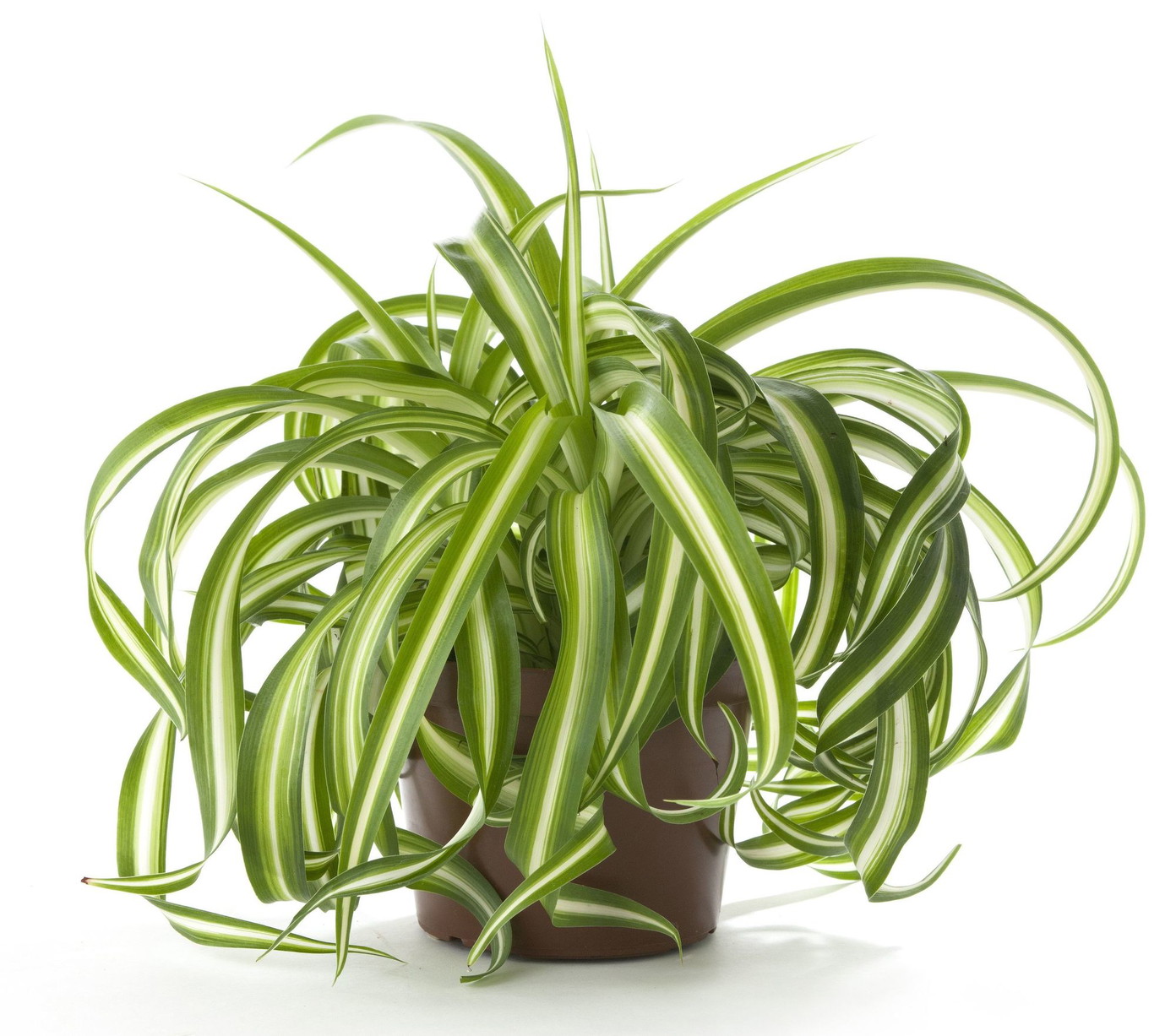 Vazoninis augalas chlorofitas, Ø 12, 25 cm, lot. CHLOROPHYTUM-0