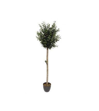 Vazoninis augalas alyvmedis, Ø 21, 100 cm, lot. OLEA-0
