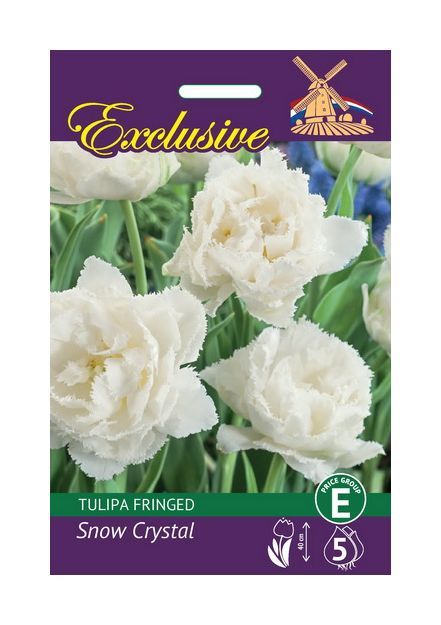 Tulpių svogūnėliai, lot. TULIPA SNOW CRYSTAL, 4 vnt-0