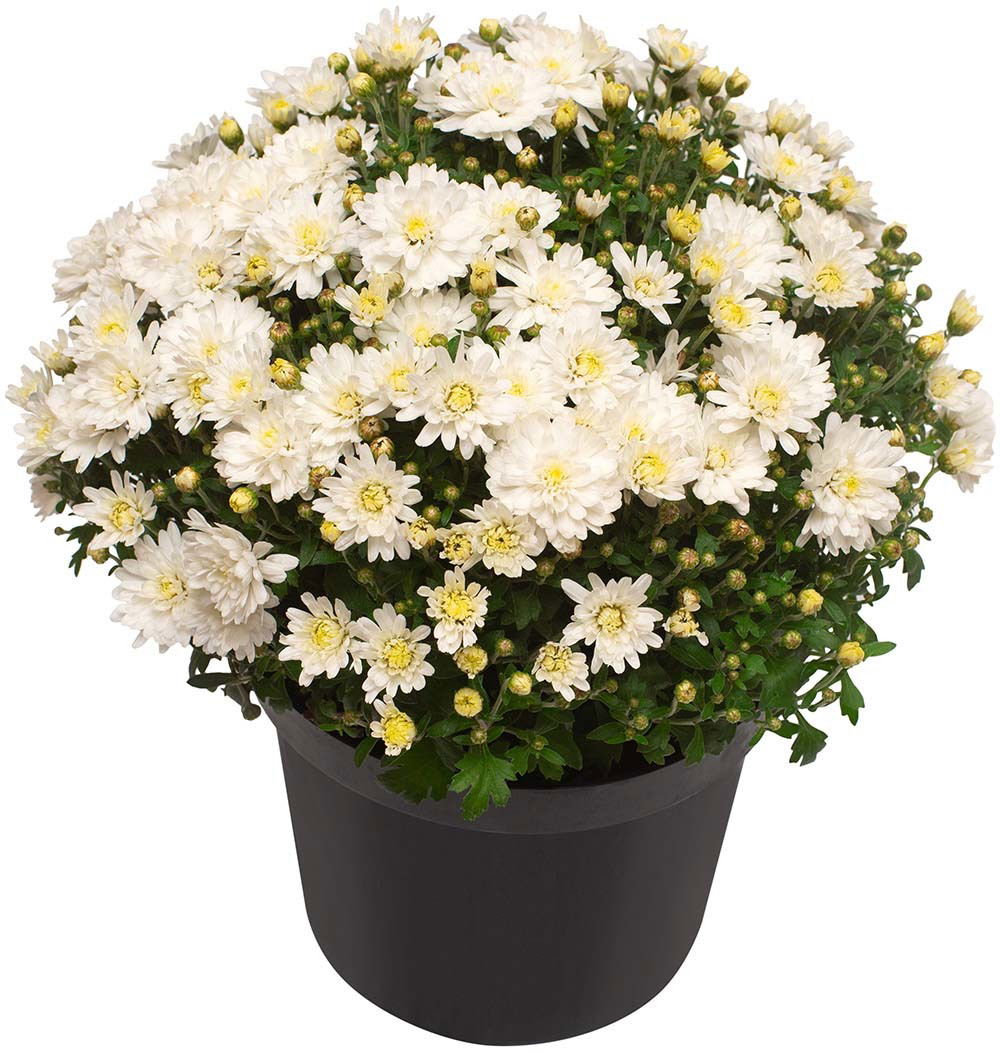 Lauko augalas chrizantema, 1 spalva, Ø 17, 33 cm, lot. CHRYSANTHEMUM-0