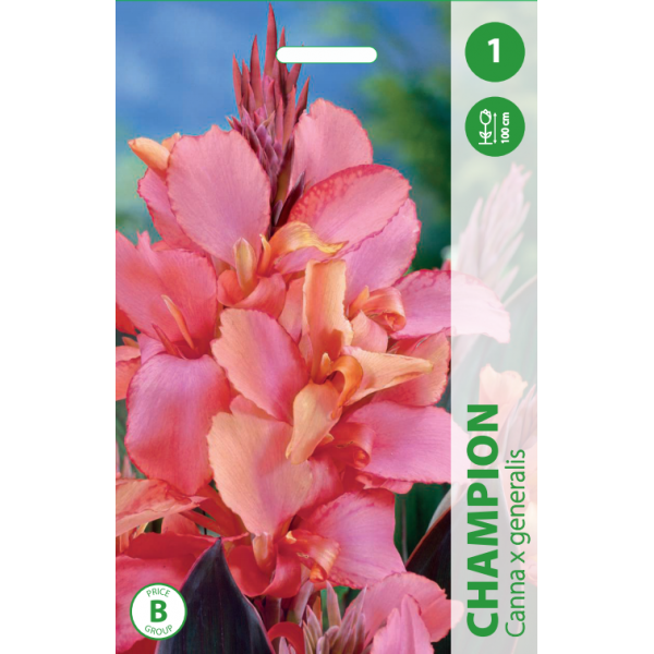 Kanų svogūnėlis, lot. CANNA CHAMPION, 1 vnt.-0