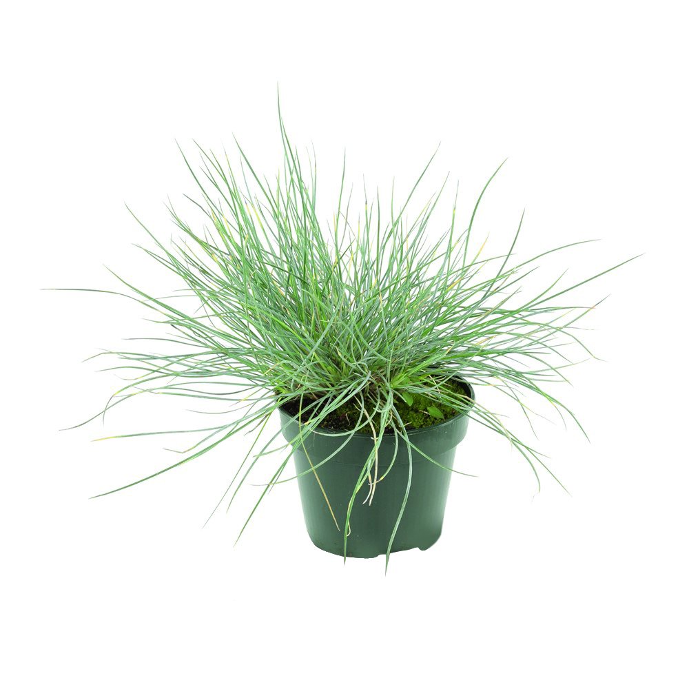 Dekoratyvinė žolė, Ø 21, 30 cm, lot. GRASS MIX