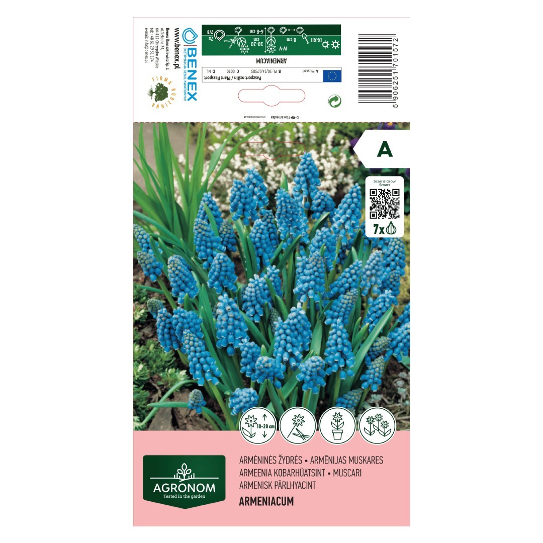 Žydrių svogūnėliai, lot. MUSCARI ARMENIACUM, 7 vnt-0