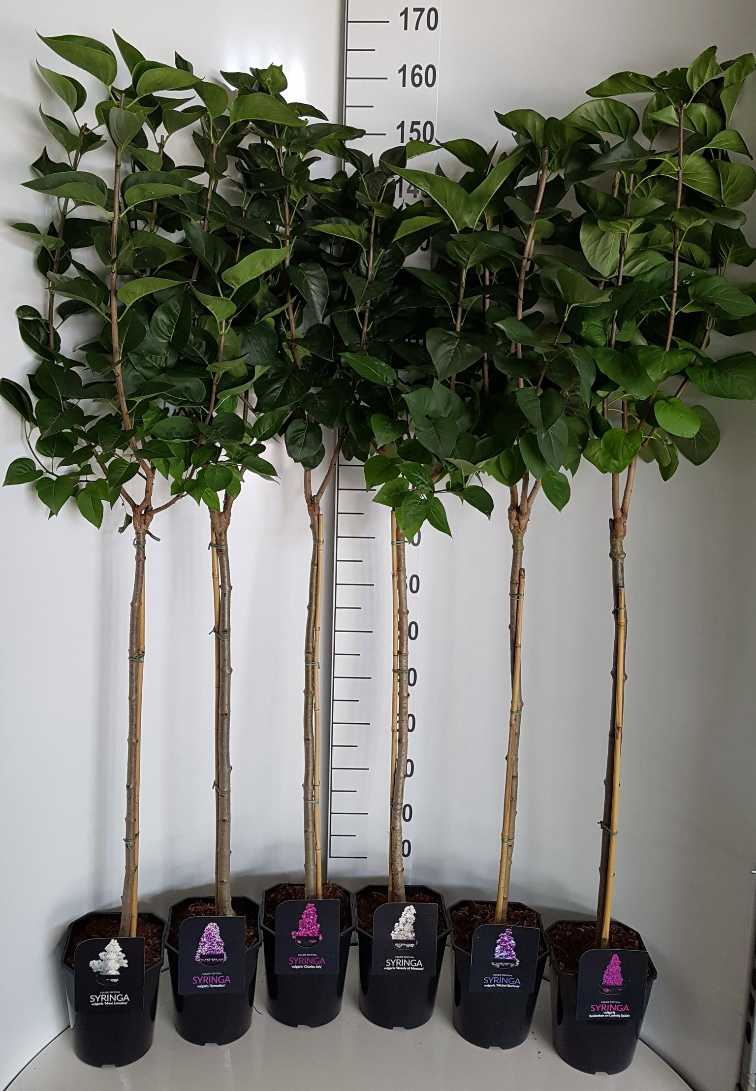 Lauko augalas Alyva, ant stiebo, daugiametis, Ø 21, 120 cm, lot. Syringa vulg stem-0