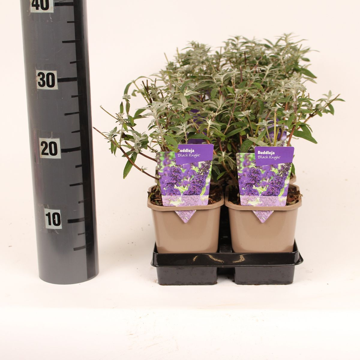 Lauko augalas budlėja, daugiametis, Ø 9, 25 cm, lot. Buddleja davidii mix-0