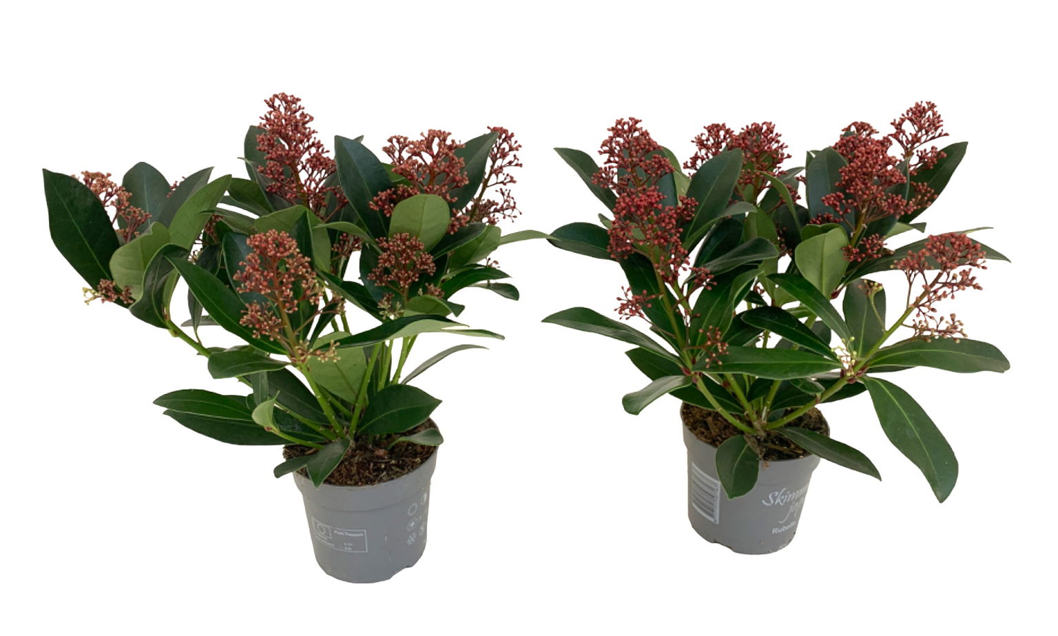 Vazoninis augalas skimija, Ø 10,5, 33 cm, lot. SKIMMIA-0